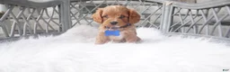 Cavapoo dogs for sale: Callan  - Ad 1