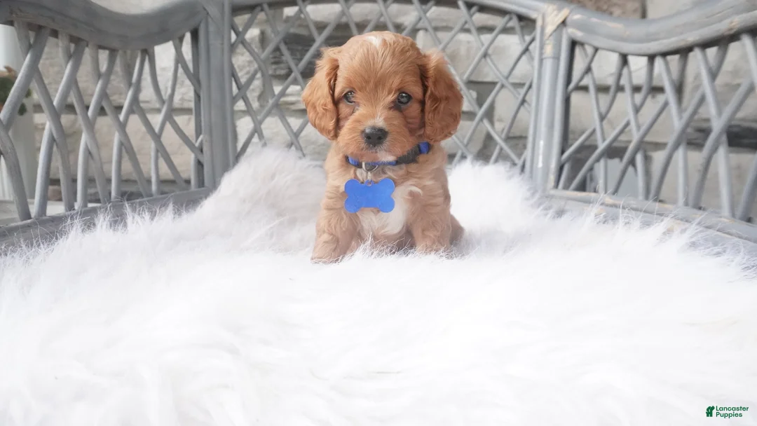 Cavapoo dogs for sale: Callan  - Ad 1