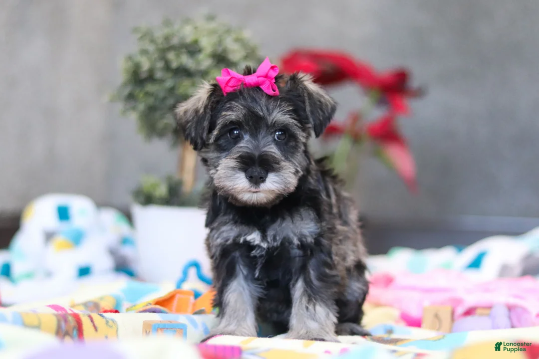 Miniature Schnauzer dogs for sale: Mila - Ad 4