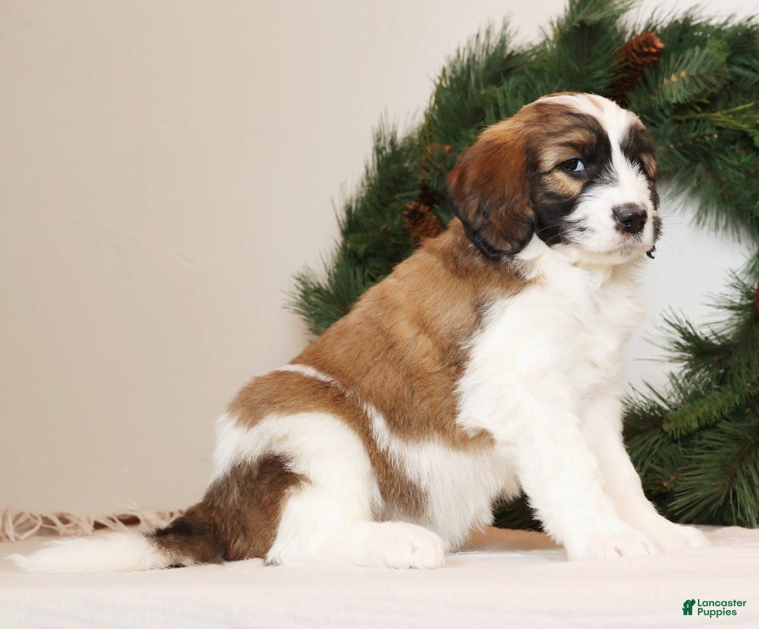 Saint Berdoodles dogs for sale: Cookie - Ad 5