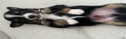 Toy Australian Shepherd dogs for sale: Toy Australian Shepherd 3 - Ad 3
