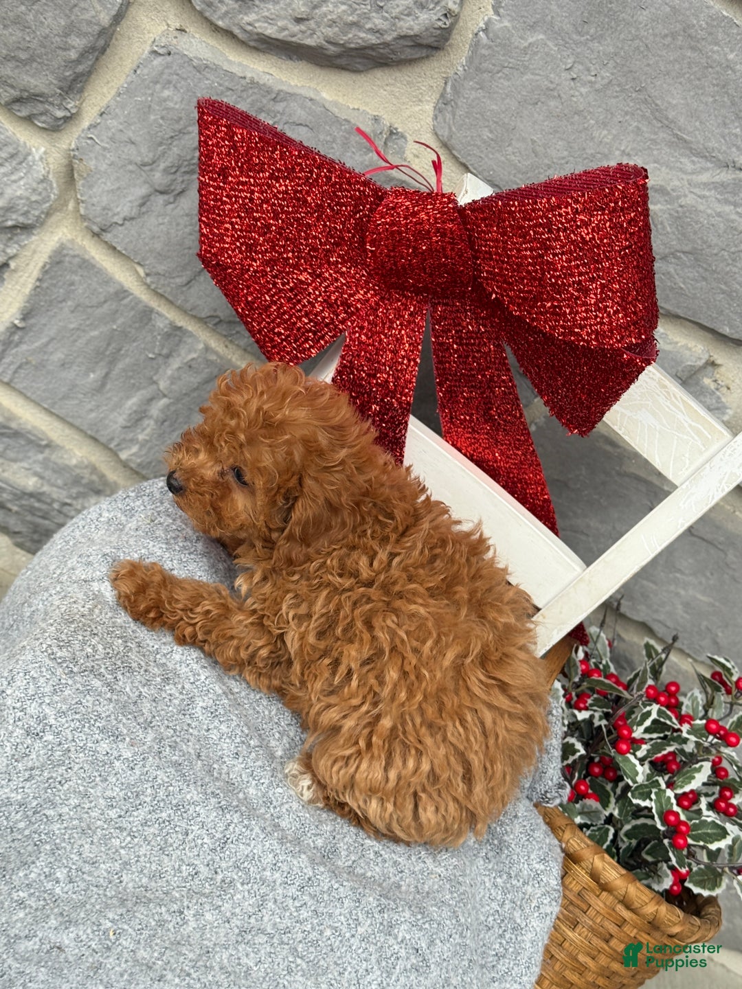 Toy Poodle dogs for sale: Kira - Ad 5