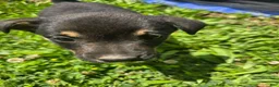Mixed Breed dogs for sale: Mj - Ad 4