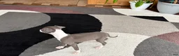Italian Greyhound dogs for sale: Anna  - Ad 7