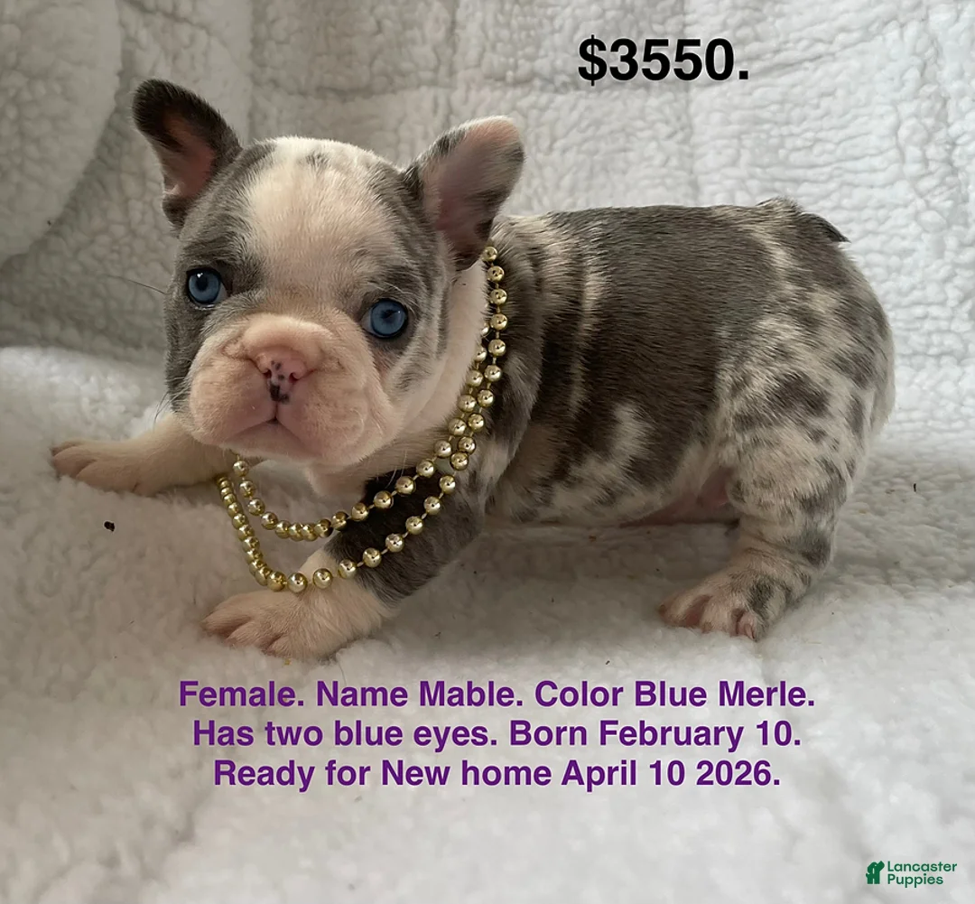 French Bulldog dogs for sale: Mable - Ad 1