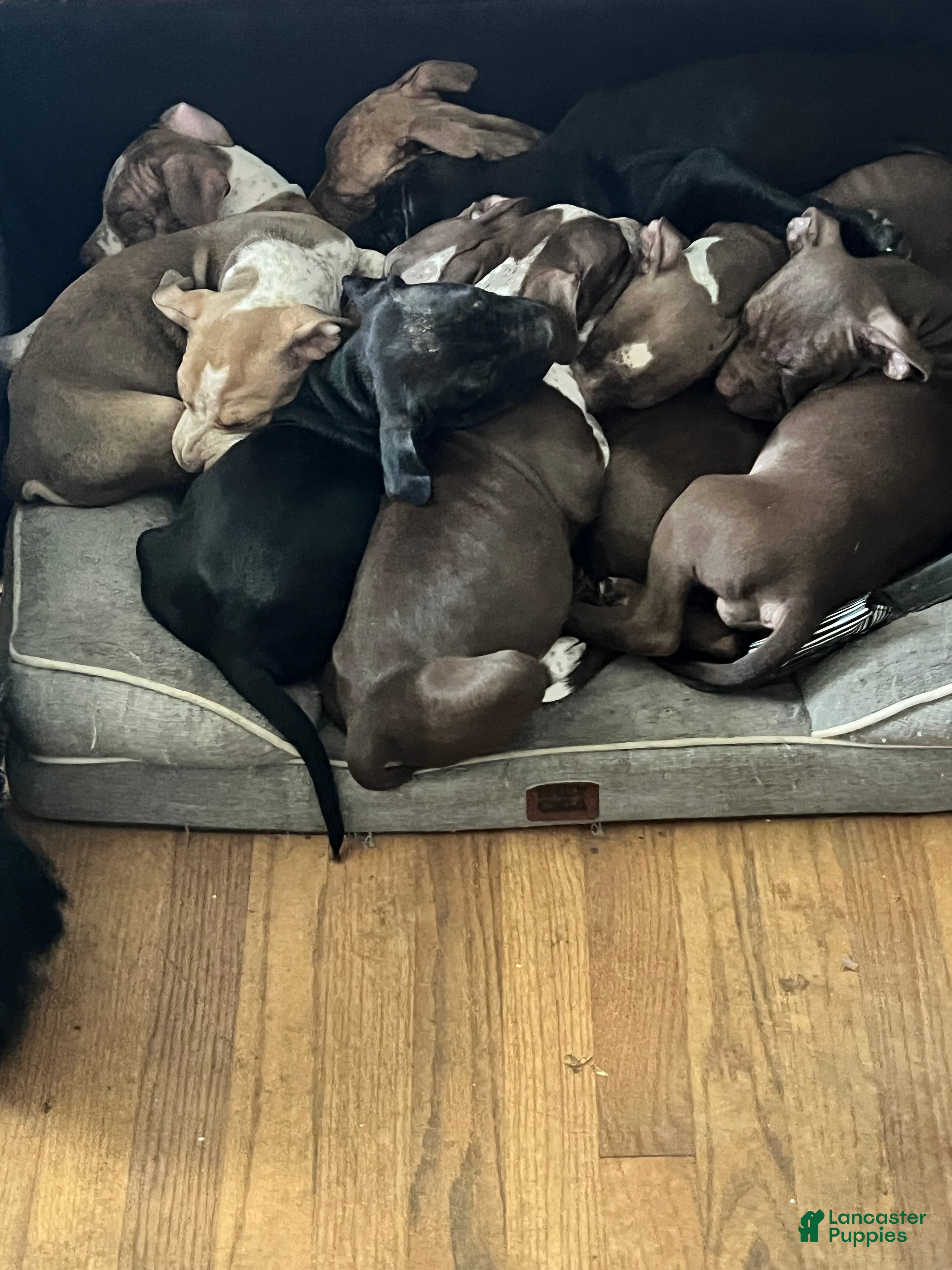 American Bully dogs Zeuss  - Ad 2