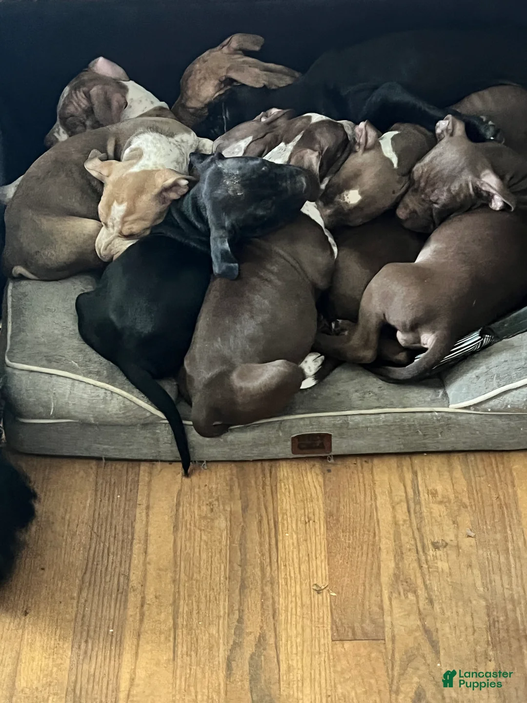 American Bully dogs for sale: Zeuss  - Ad 2