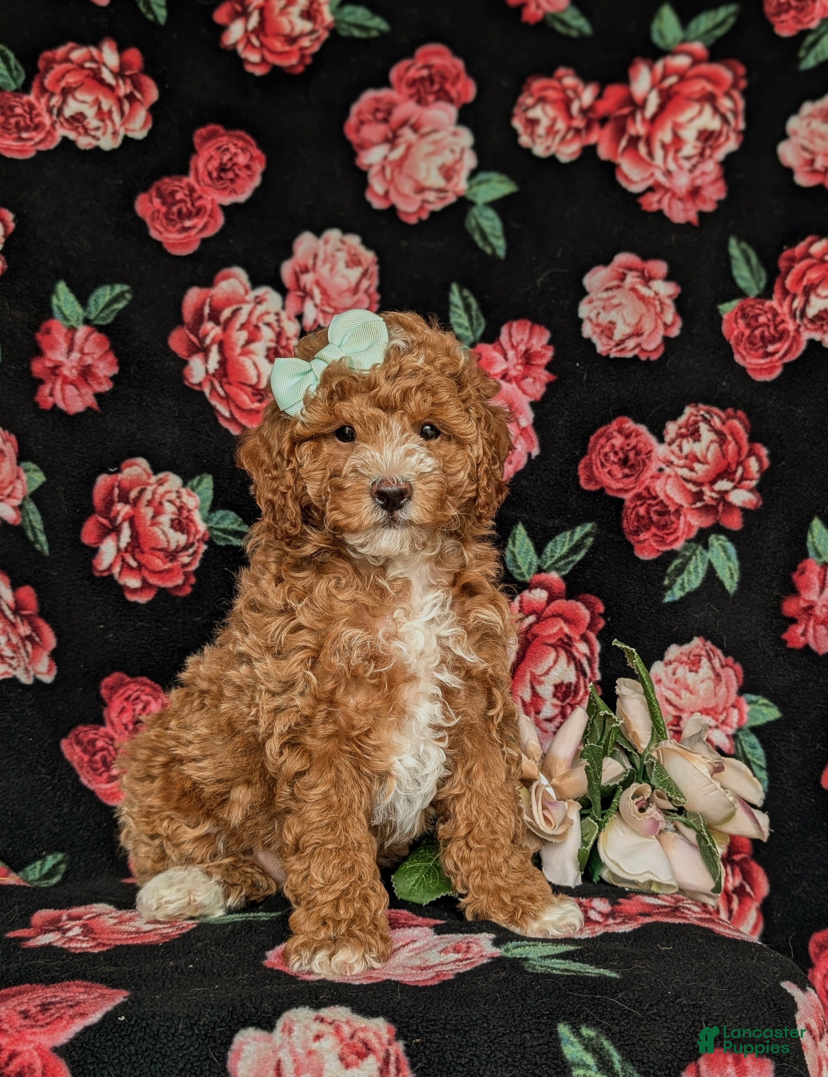 Miniature Poodle dogs for sale: Penny - Ad 3