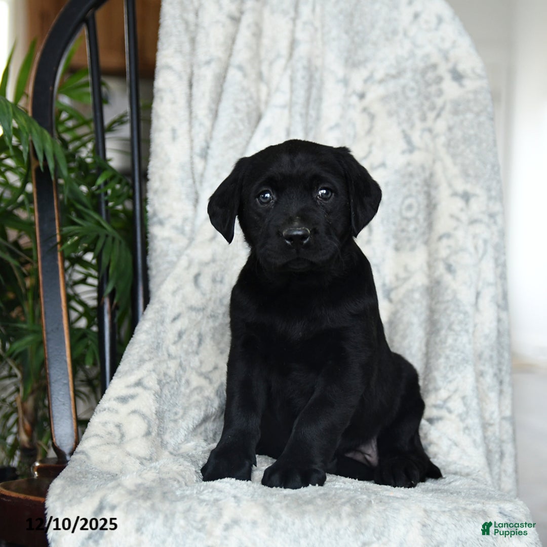 Labrador Retriever dogs for sale: Beans - Ad 2