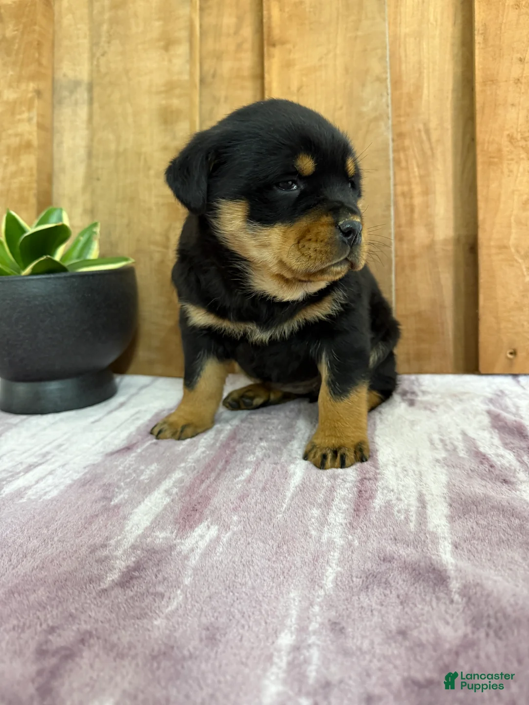 Rottweiler dogs for sale: London - Ad 18