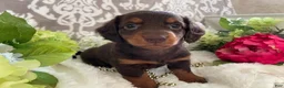 Miniature Dachshund dogs for sale: Mindy - Ad 10