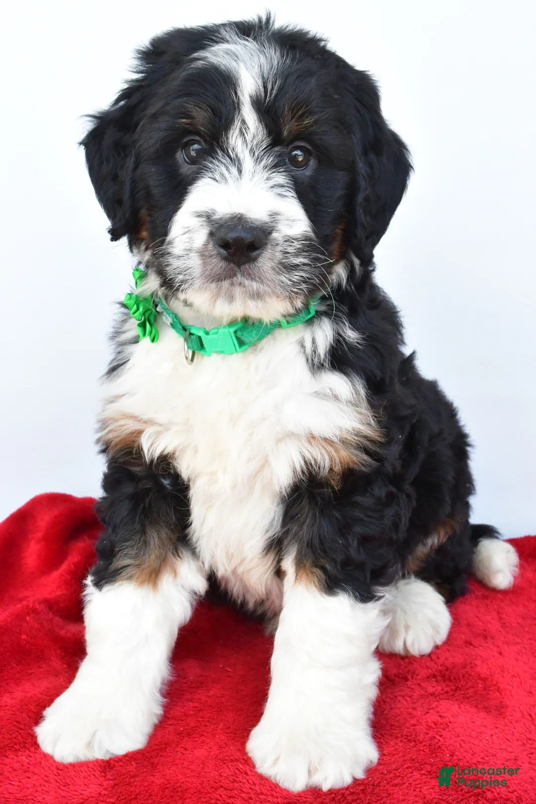 Mini Bernedoodle dogs for sale: Logan - Ad 1