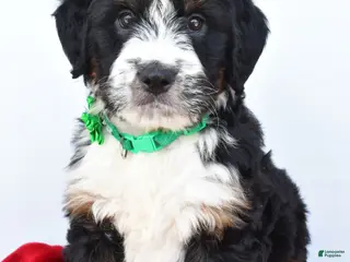 Mini Bernedoodle dogs for sale: Logan - Ad 3