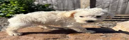 Schnoodle dogs for sale: Stanley - Ad 2