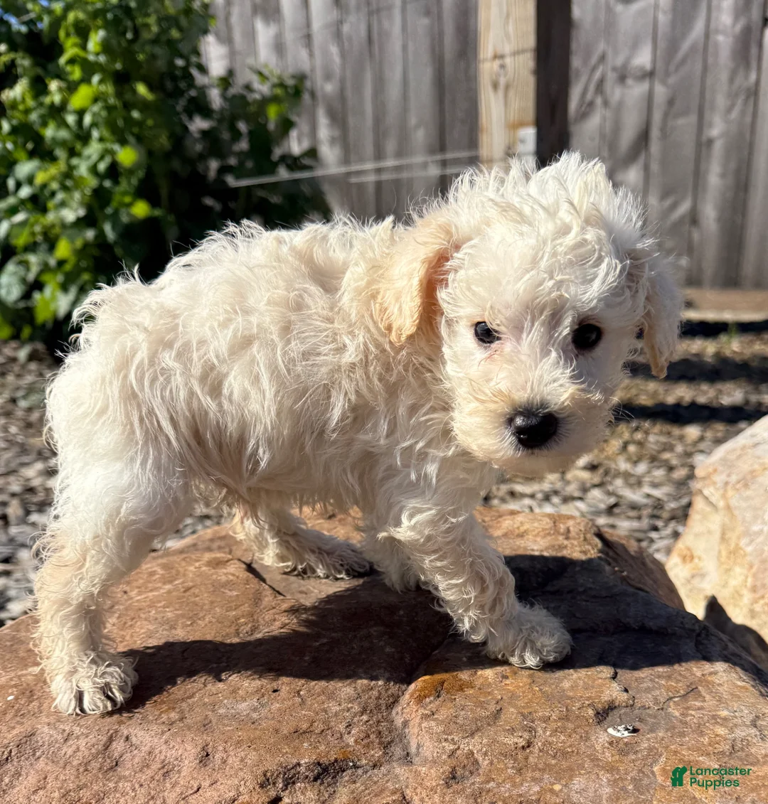 Schnoodle dogs for sale: Stanley - Ad 2