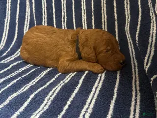 Goldendoodle dogs for sale: đź–¤ Mr. Black - Ad 2