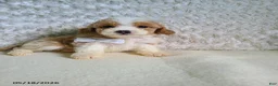 Bichpoo dogs for sale: Pinto - Ad 6