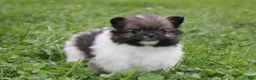 Pomeranian dogs for sale: Juno - Ad 9