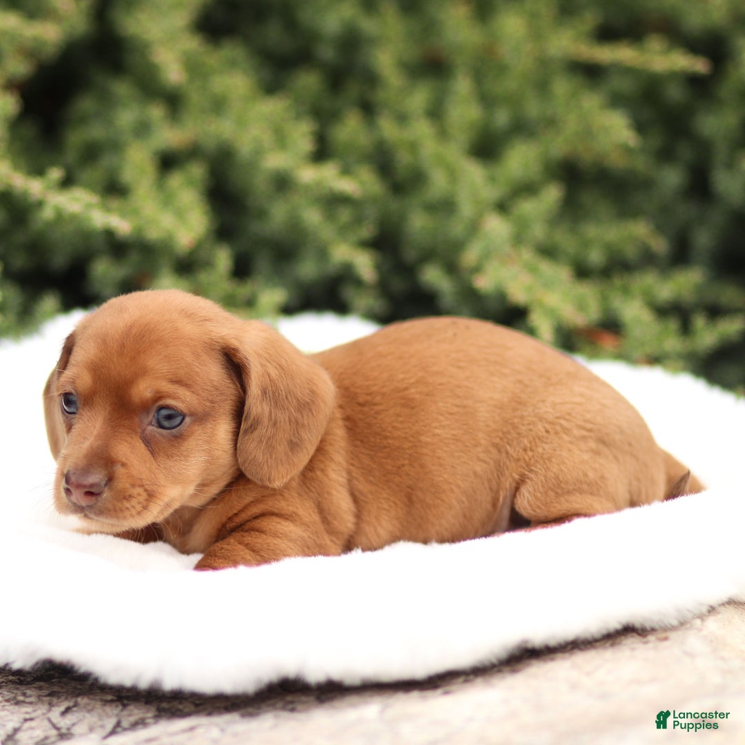 Dachshund dogs for sale: Harley - Ad 8