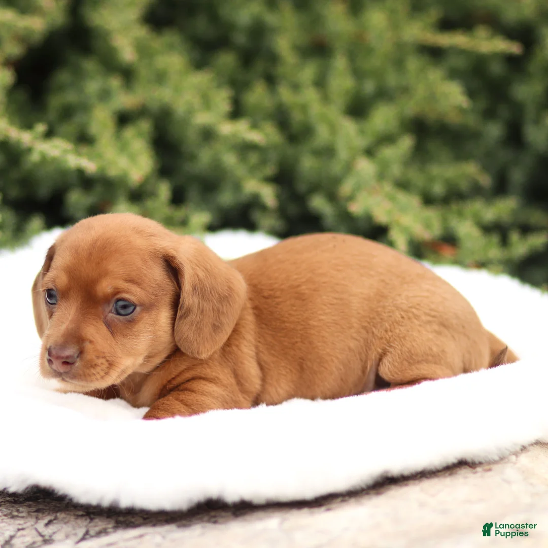 Dachshund dogs for sale: Harley - Ad 12