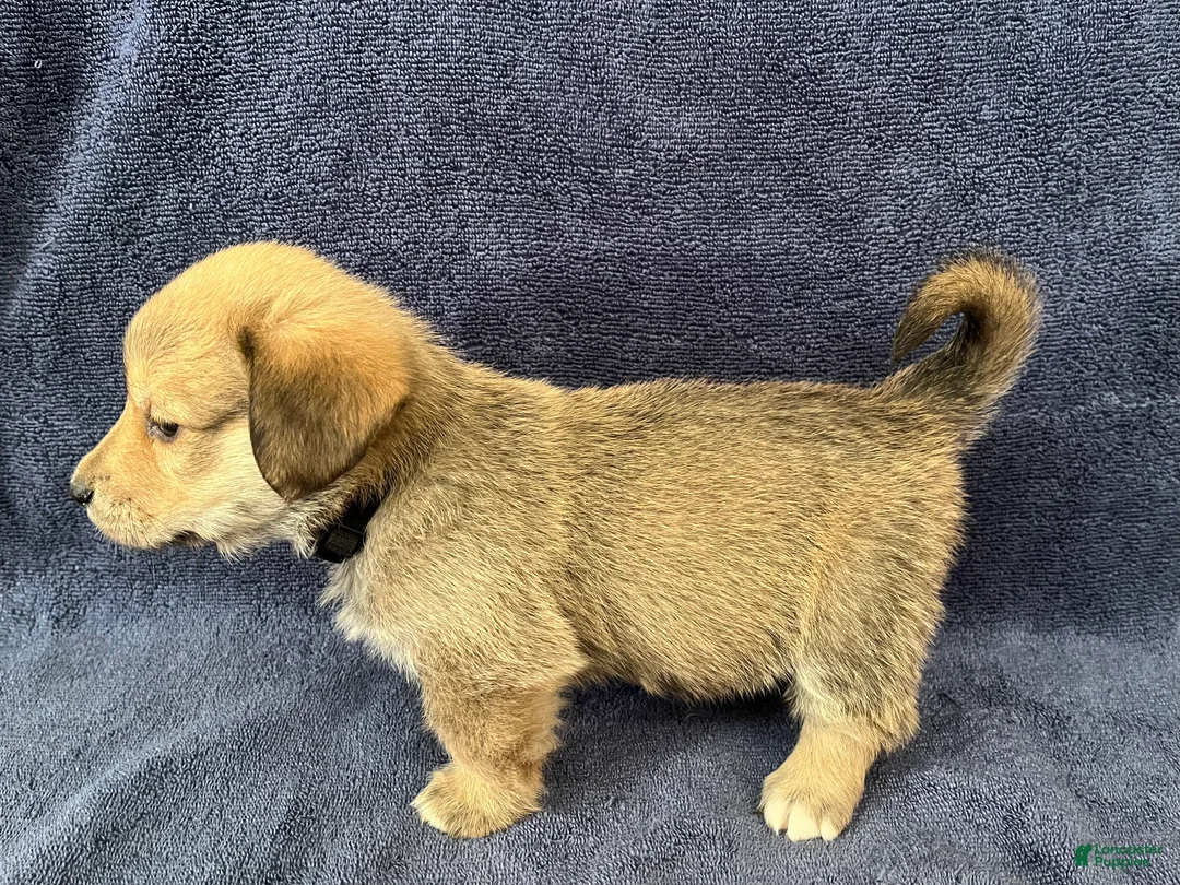 Mixed Breed dogs for sale: Roxanne (Roxy) - Ad 2