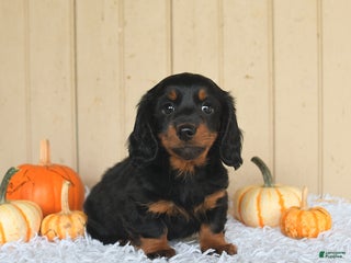 Miniature Dachshund dogs Knox - Ad 31