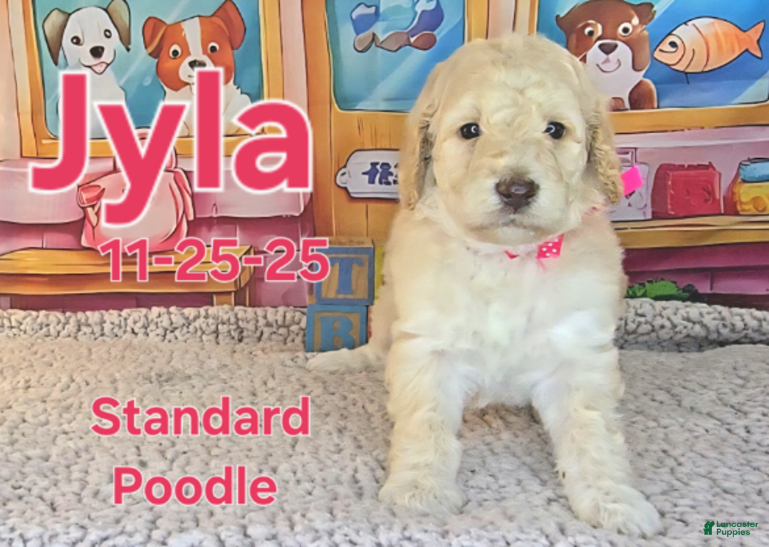 Standard Poodle dogs for sale: Jyla - Ad 2