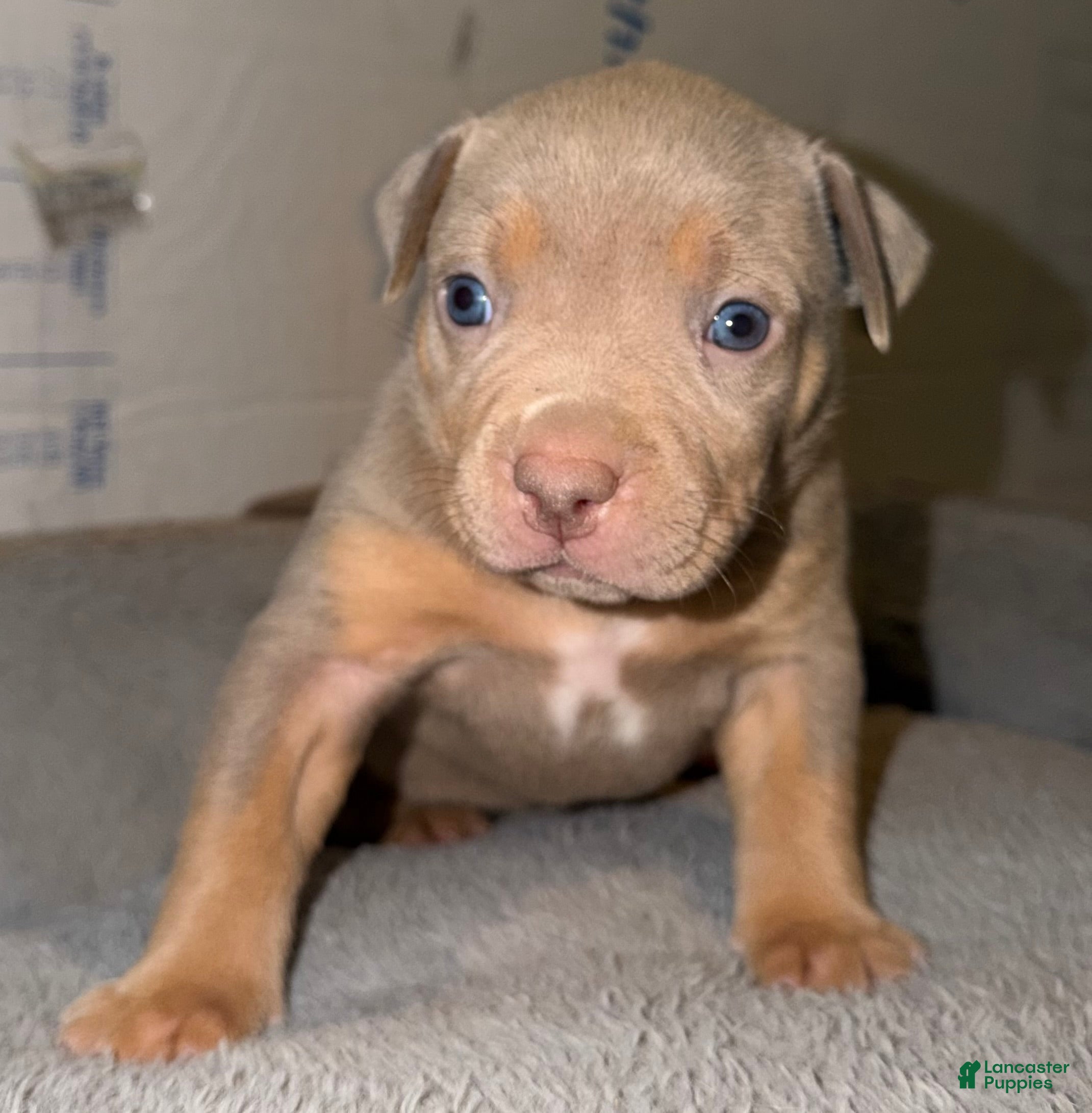 American Bully dogs Mable - Ad 1