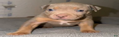 Mable
