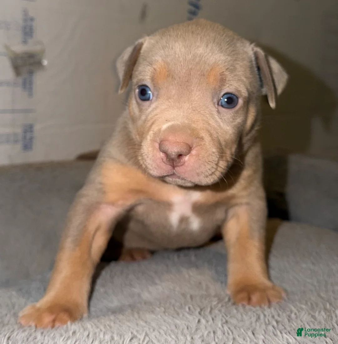 American Bully dogs for sale: Mable - Ad 1
