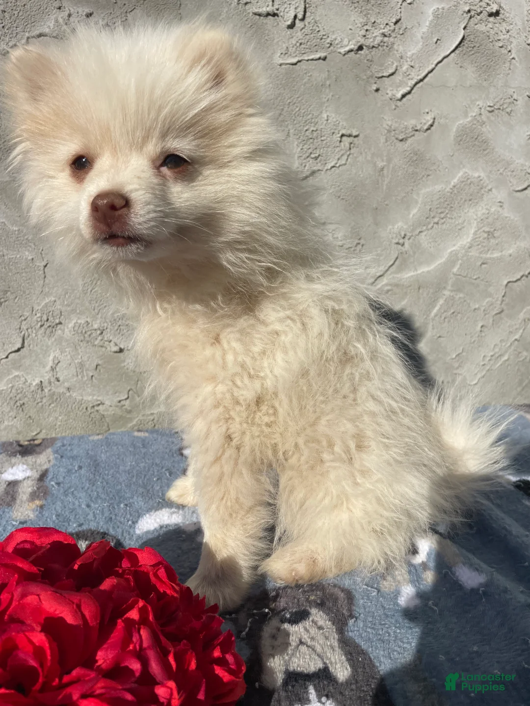 Pomeranian dogs for sale: Pomeranian Puppy 1 - Ad 4