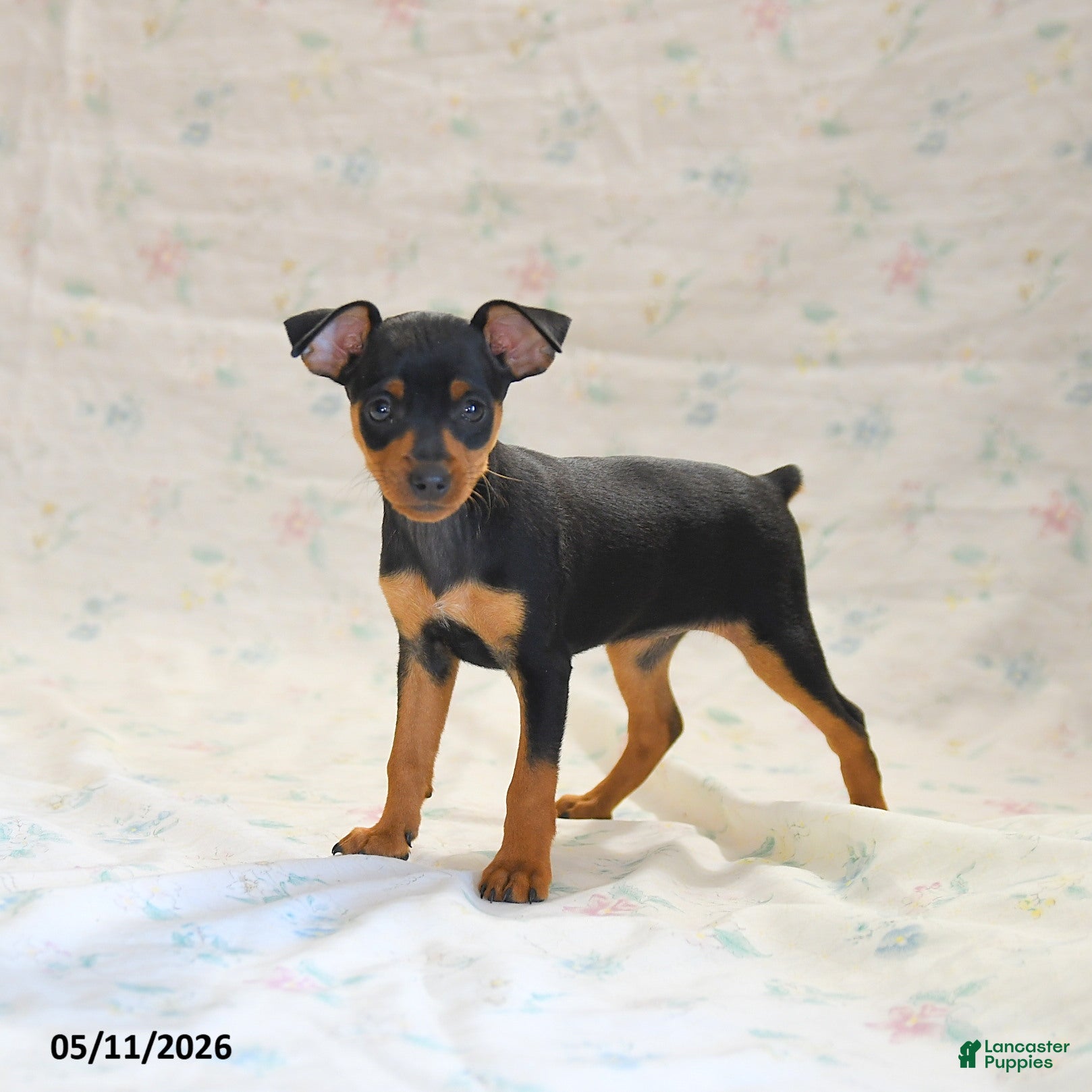 Miniature Pinscher dogs Dakota - Ad 1