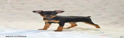 Miniature Pinscher dogs for sale: Dakota - Ad 1