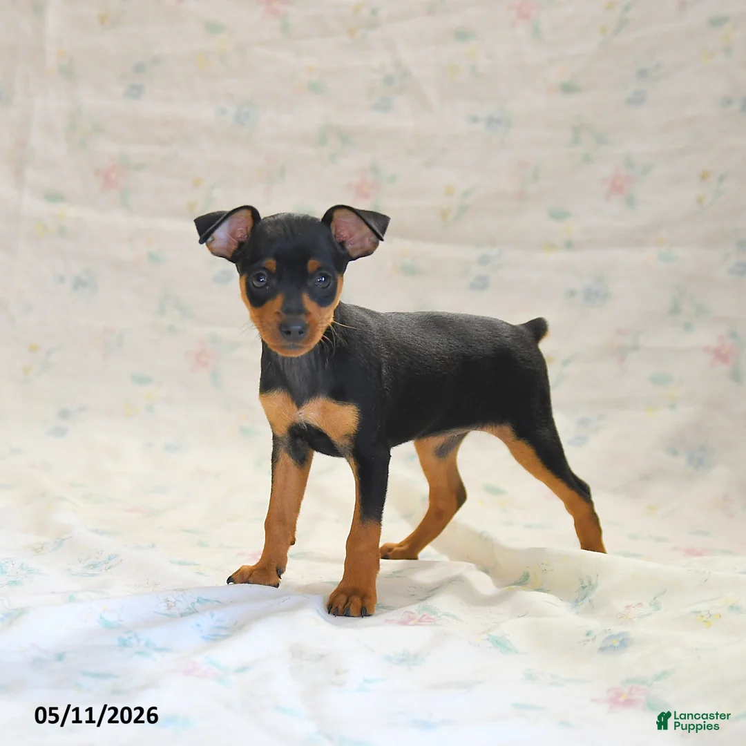 Miniature Pinscher dogs for sale: Dakota - Ad 1