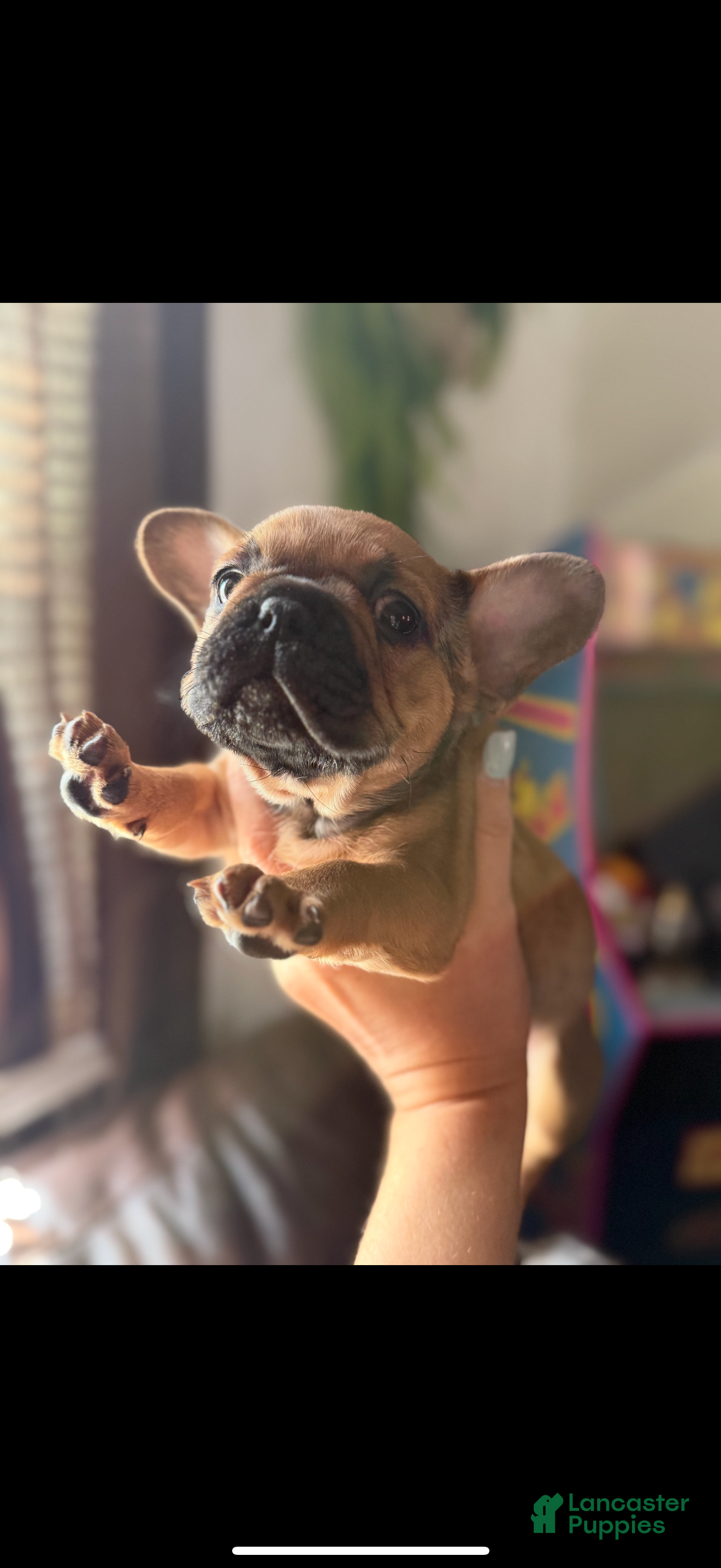 French Bulldog dogs French Bulldog Puppy 3 - Ad 2