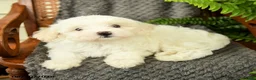 Maltipoo dogs for sale: Fifi - Ad 2