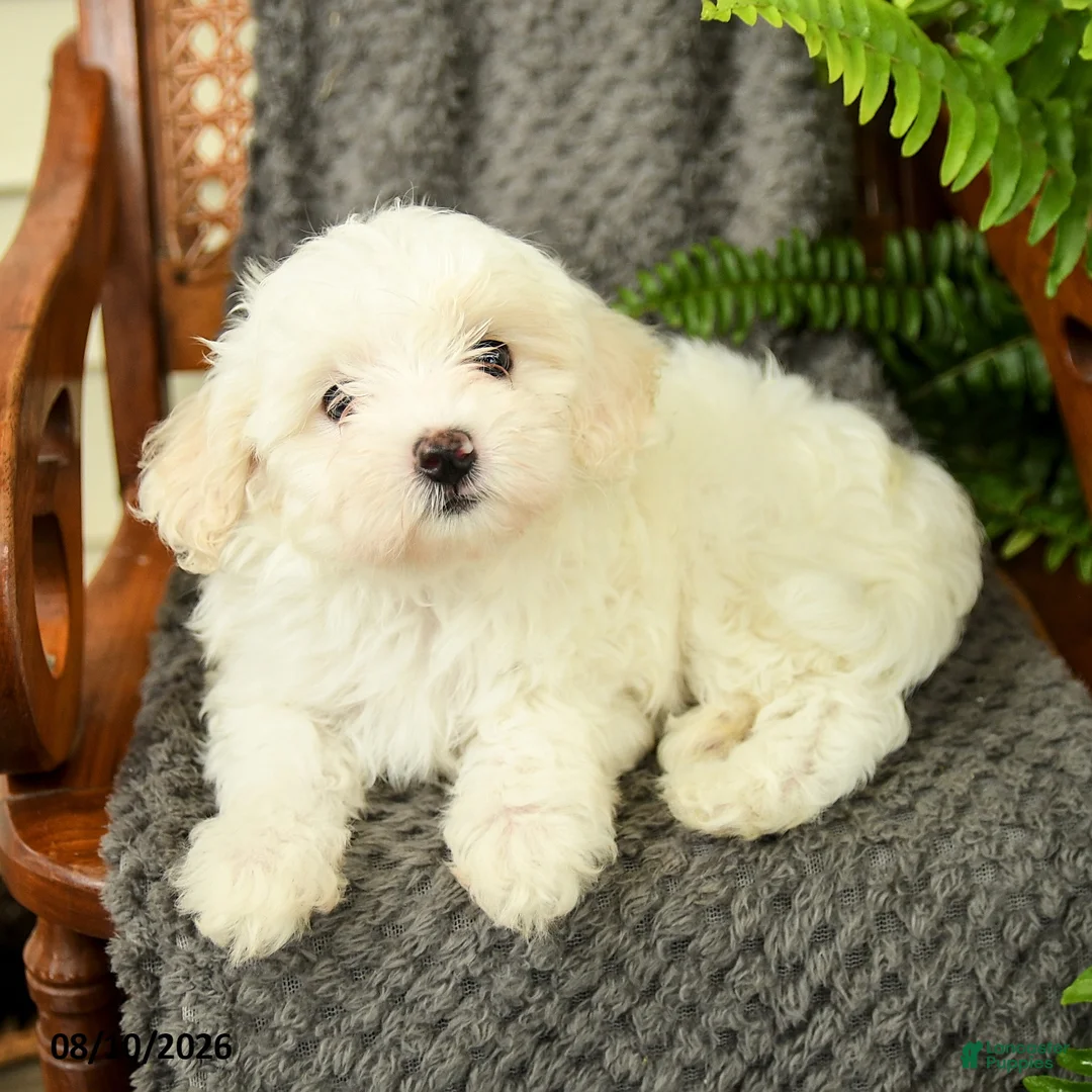Maltipoo dogs for sale: Fifi - Ad 2