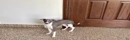 Italian Greyhound dogs for sale: Melanie  - Ad 3