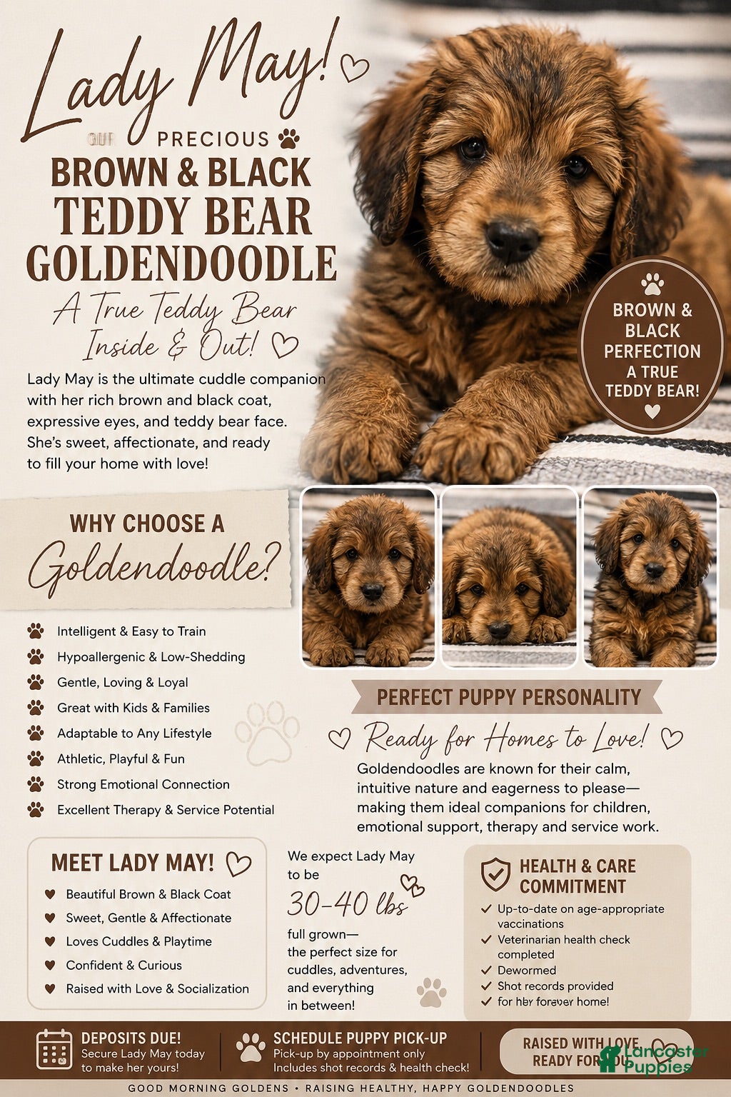 Mini Goldendoodle dogs Mini Goldendoodle -Lady MAY - Ad 5