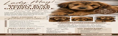 Mini Goldendoodle -Lady MAY