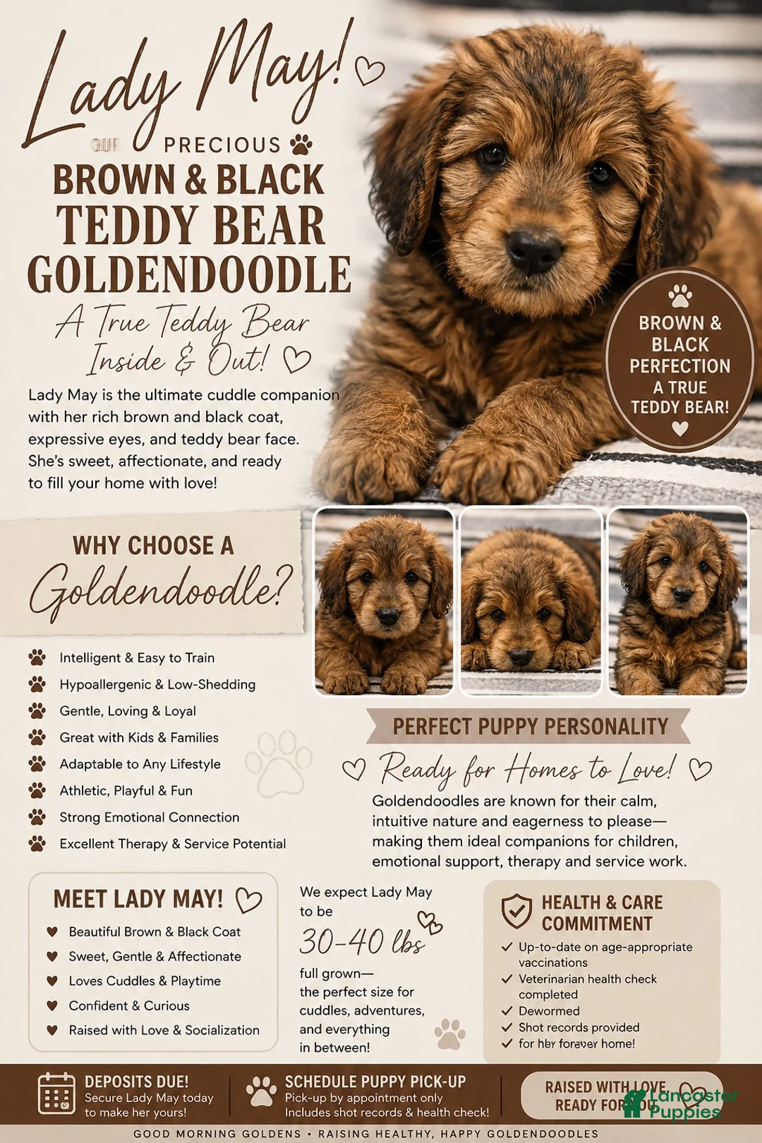 Mini Goldendoodle dogs for sale: Mini Goldendoodle -Lady MAY - Ad 1