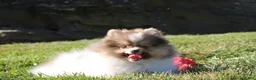 Pomeranian dogs for sale: Bentley AKC - Ad 8