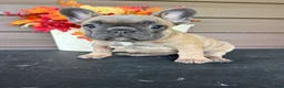 French Bulldog dogs for sale: Savannah - Ad 7