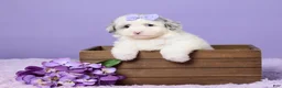 Mini Sheepadoodle dogs for sale: Sasha - Ad 1