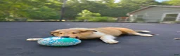 Collie dogs for sale: Teddy - Ad 7