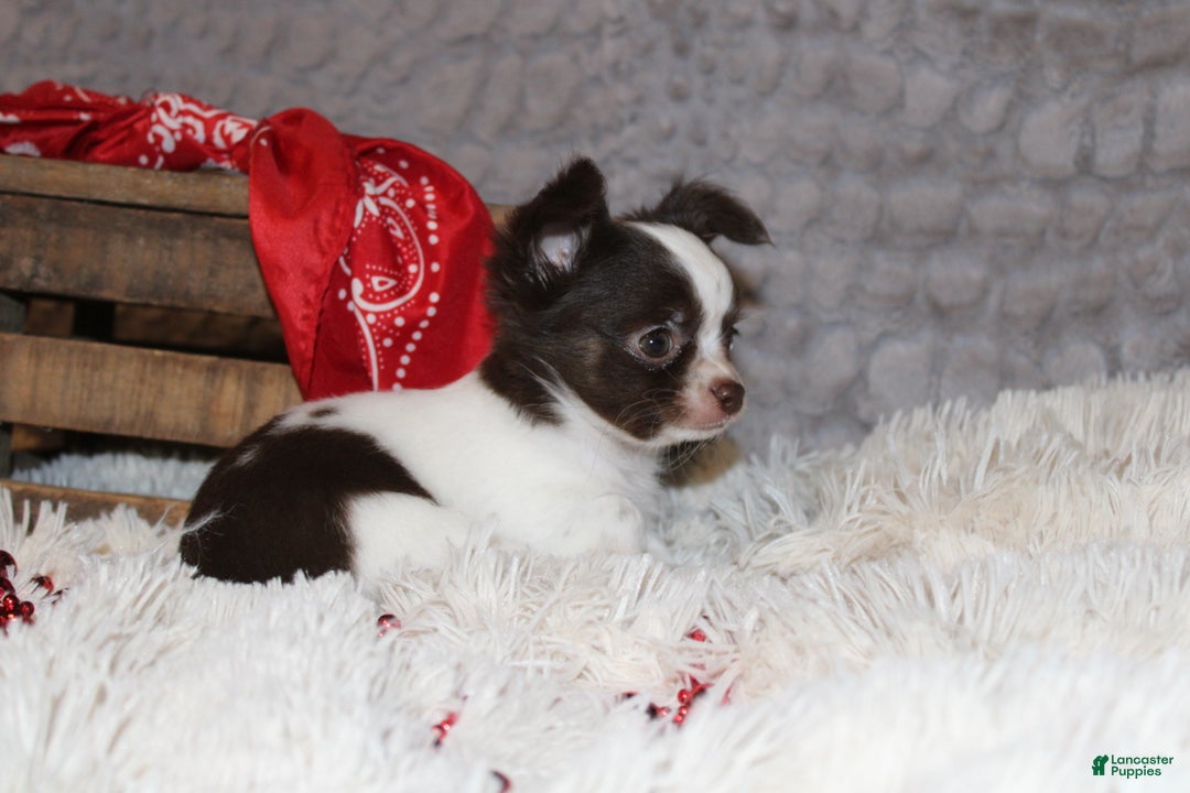 Chihuahua dogs for sale: Chocolate Chip - Ad 5