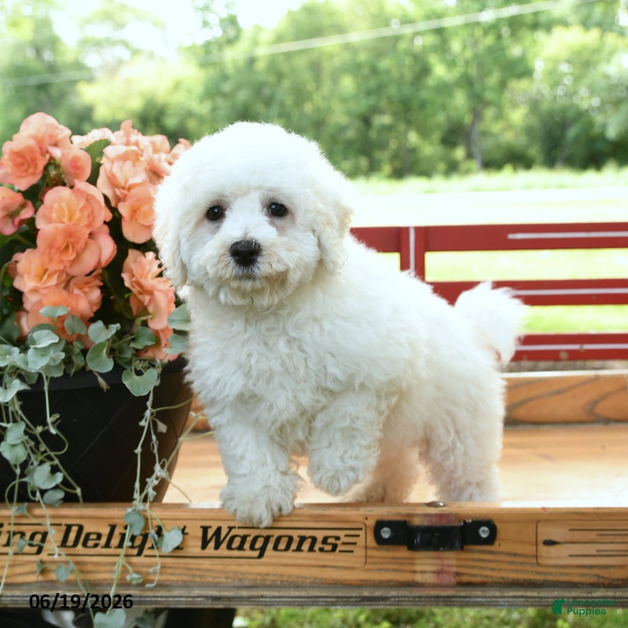 Bichon Frise dogs Conner  - Ad 1