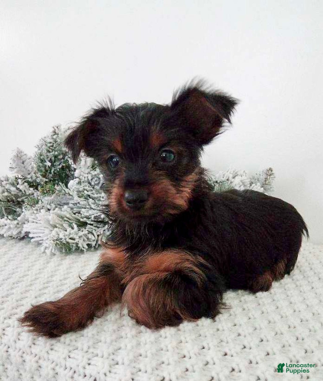 Yorkshire Terrier dogs for sale: Jingle - Ad 6