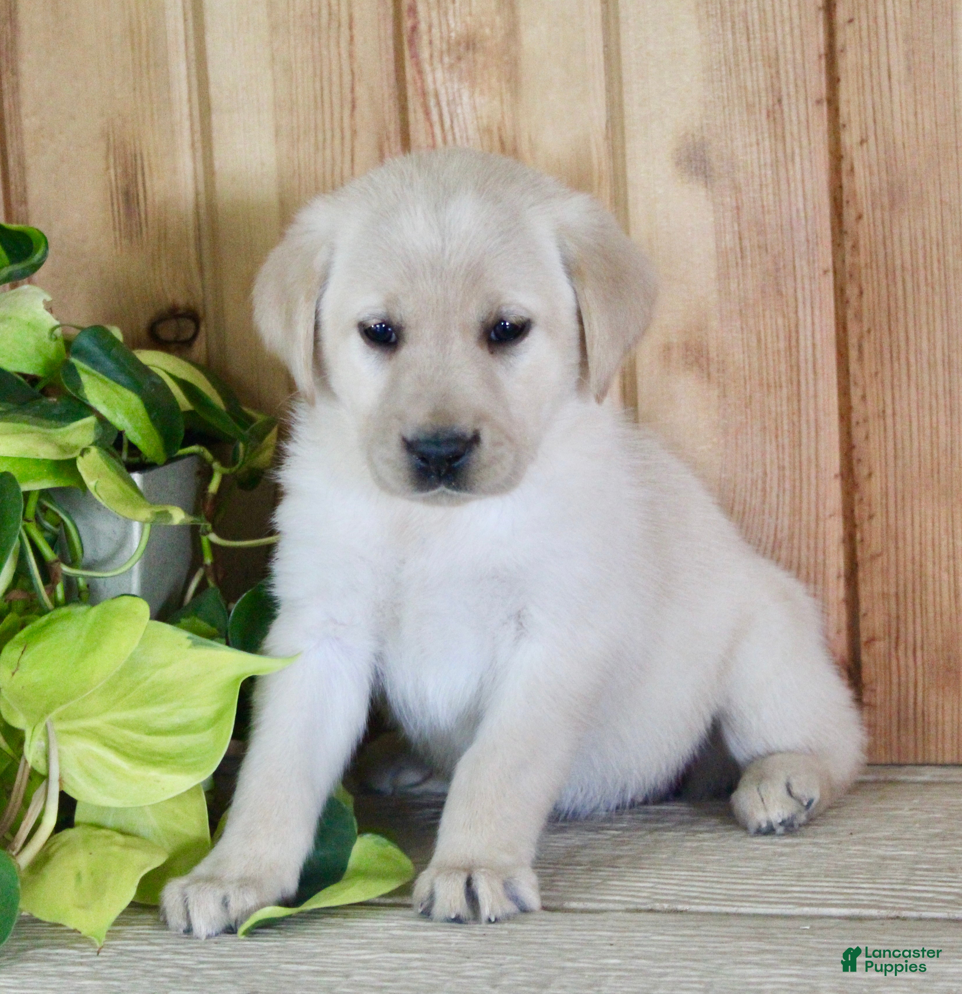 Labrador Retriever dogs Ziva - Ad 1