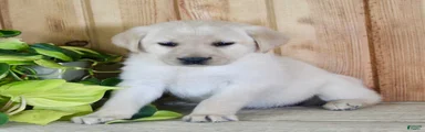 Ziva